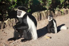 09-Abyssinian black-and-white colobus